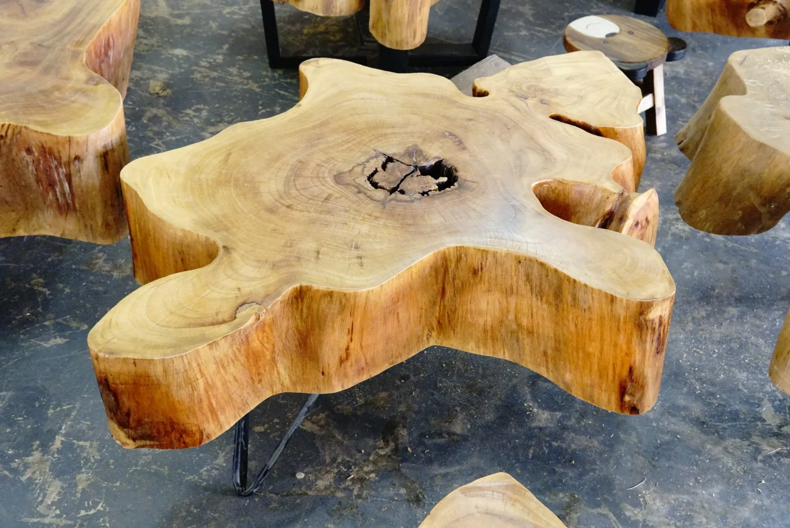 Baumscheiben-Couchtisch, Banyanholz, B min. 100 cm, H 45 cm